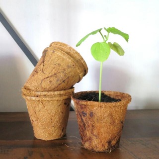 Chậu xơ dừa tròn trung
