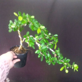 cây linh sam hồng phấn
