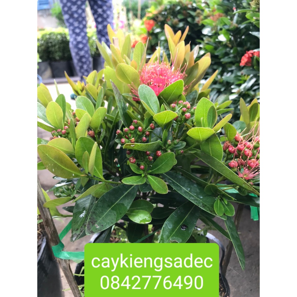 Caykiengsadec- Mai thái hồng+tặng phân bón cho cây- hoa lá cây kiểng-