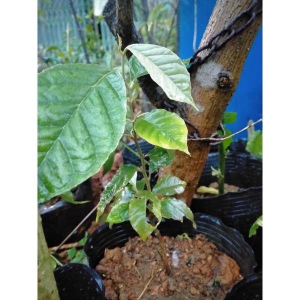 Cây giống nhót ngọt