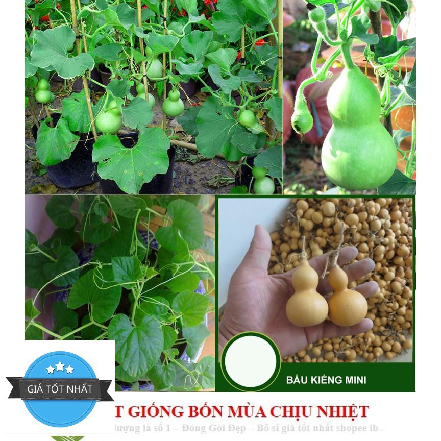 Hạt Giống Bầu Hồ Lô - Mini Siêu Kute (Lagenaria siceraria) 5 hạt ĐẾN MÙA TRỒNG TẾT