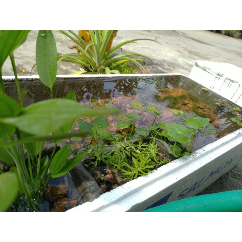 nhận setup hồ cá thùng xốp có non bộ mini-trồng thủy sinh, nuôi guppy theo yêu cầu vui lòng liên hệ shop.