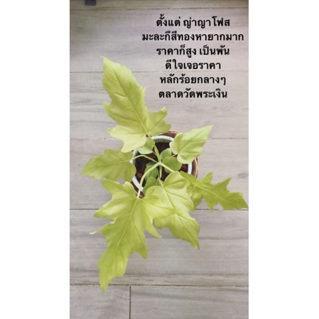 Cây thanh xuân vàng - Philodendron selloum gold cây nhỏ