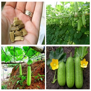 BỘ 3 GÓI HẠT GIỐNG BẦU