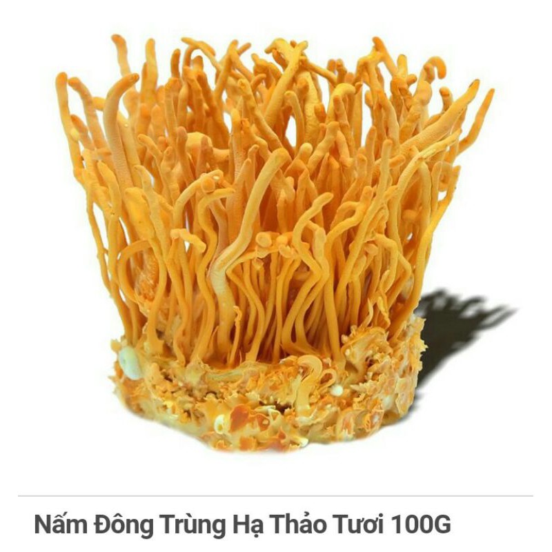 Nấm Đông Trùng Hạ Thảo Tươi 100G