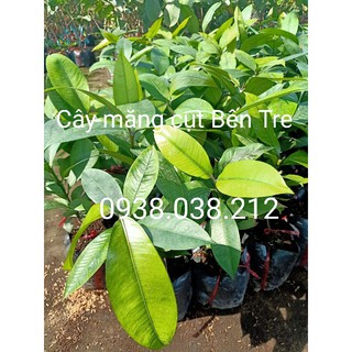 CÂY GIỐNG MĂNG CỤT BẾN TRE