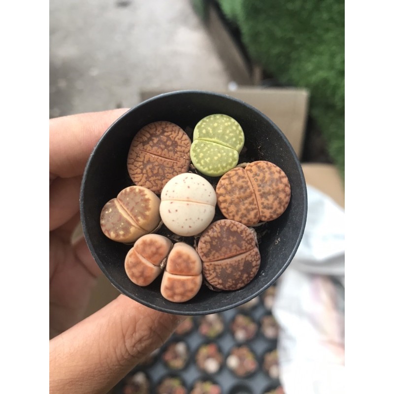 Sen đá lithops-Sen mông- sen thạch lan