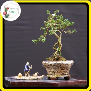 Cây Bạch Tuyết Mai Bonsai 20cm Giá Rẻ 🌵FREESHIP🌵 Cây Cảnh Trang Trí Tiểu Cảnh Sân Vườn