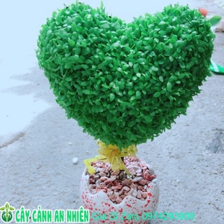 Chậu cây trái tim may mắn