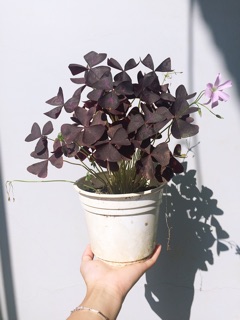 Cây Bướm Đêm