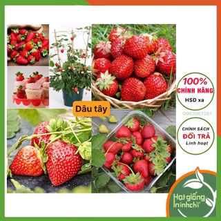 Hạt giống Dâu tây đỏ ngon ngọt, giầu dinh dưỡng, rau củ quả trồng ban công sân thượng