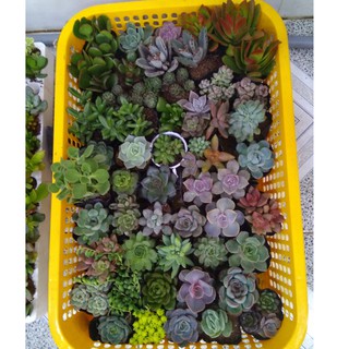 Combo 30 cây sen đá đủ loại - size nhỏ (5-8cm)