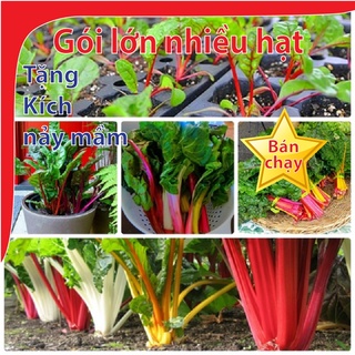 Hạt giống cải cầu vồng - Gói lớn nhiều hạt - Tặng gói kích nảy mầm