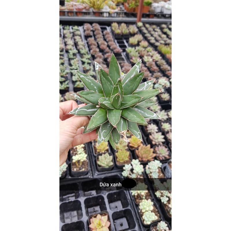 xương rồng dứa xanh