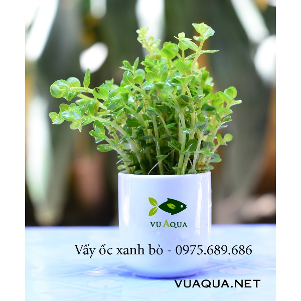Cây thủy sinh, cắt cắm, lá cạn thu hoạch trực tiếp tại trại cây Vũ Aqua