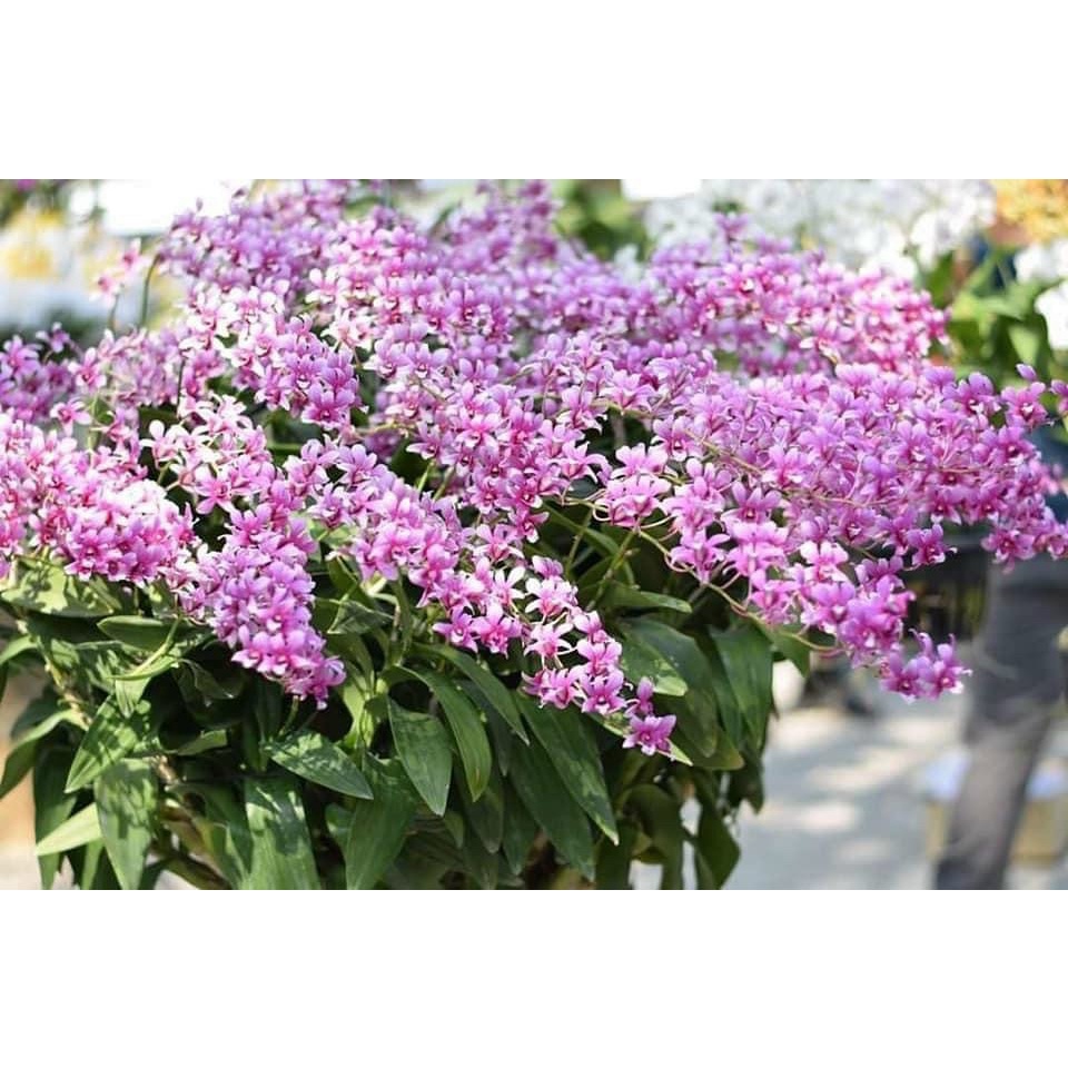 HOA LAN NẮNG NHẬT