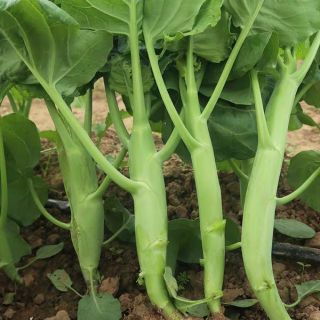 5gr Hạt giống rau cải làn