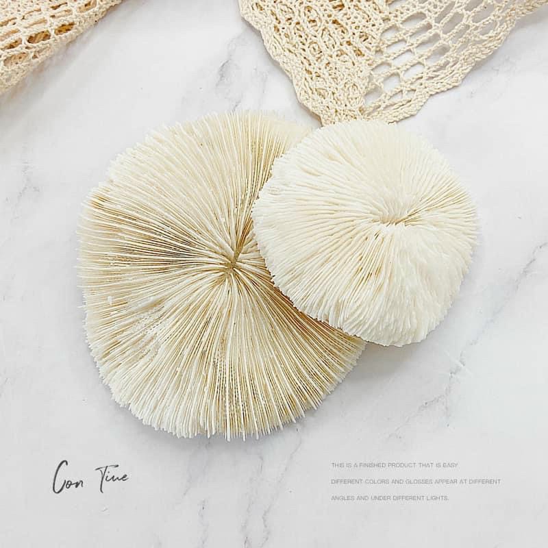 San hô chụp ảnh mẫu nail