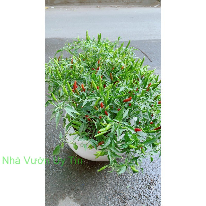 Chậu Cây Ớt Hiểm