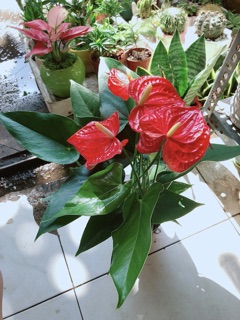 Cây Hồng Môn