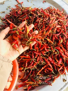 Chẩm Chéo Điện Biên