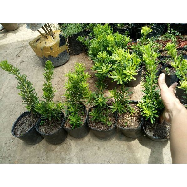 CÂY GIỐNG CÂY VẠN NIÊN TÙNG KIM CƯƠNG BONSAI TRƯỜNG THỌ + Tặng 01 cây dâu da đất( bòn bon)