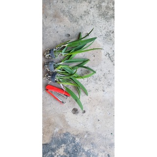 HOA LAN BRASS NGÔI SAO NHỎ cây giống
