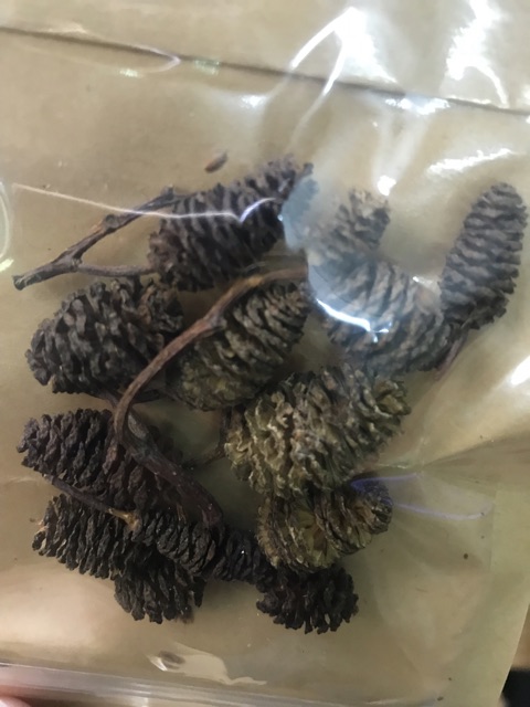 Alder Cones - Trái Erlenzaphen thần thánh cho hồ 🦐