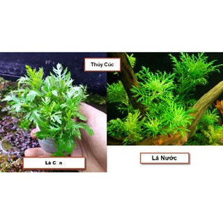 cây thủy sinh thủy cúc dễ trồng