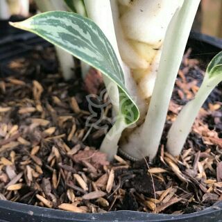 Vỏ trấu  giá thể