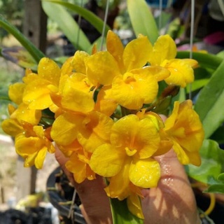 Cattleya why not hoa vàng