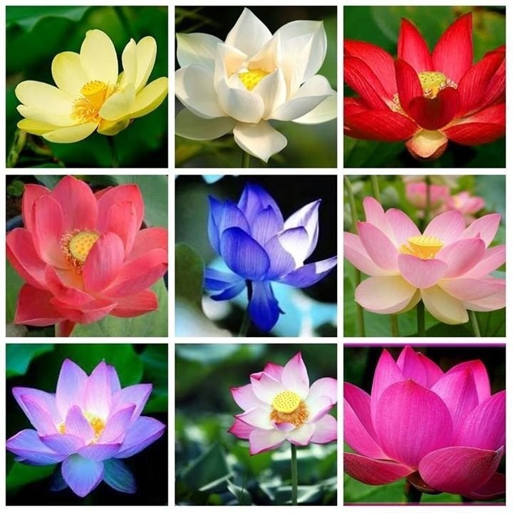 Hạt Giống Hoa Sen Nhật - 5 HẠT