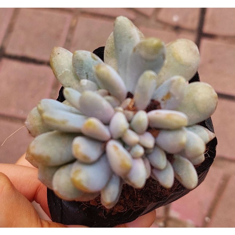 Sen đá Giọt Lệ - Hư 1 đổi 1- Cây cảnh trang trí- HOA ĐÁ shop