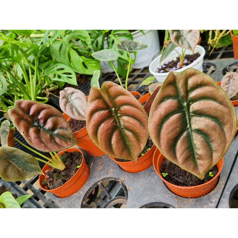 cây Alocasia cuprea