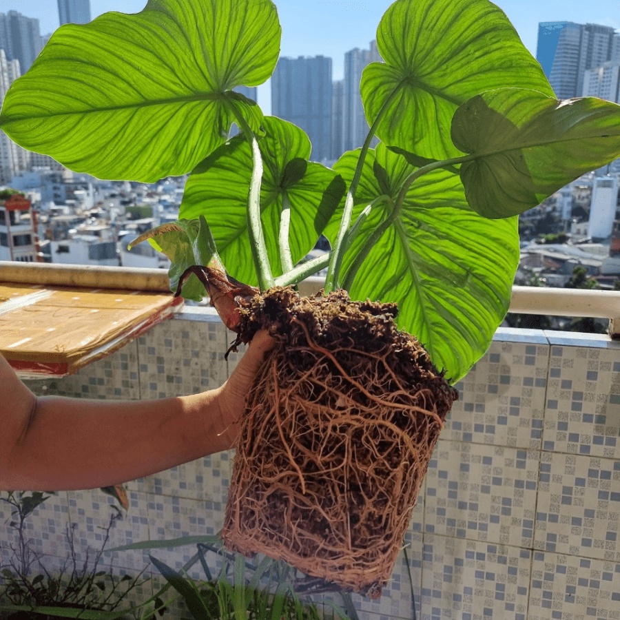 Đất trồng, giá thể trộn sẵn Potting Soil BA dành cho kiểng lá, cây trong nhà, nguyên liệu cao cấp - bao 20 dm3