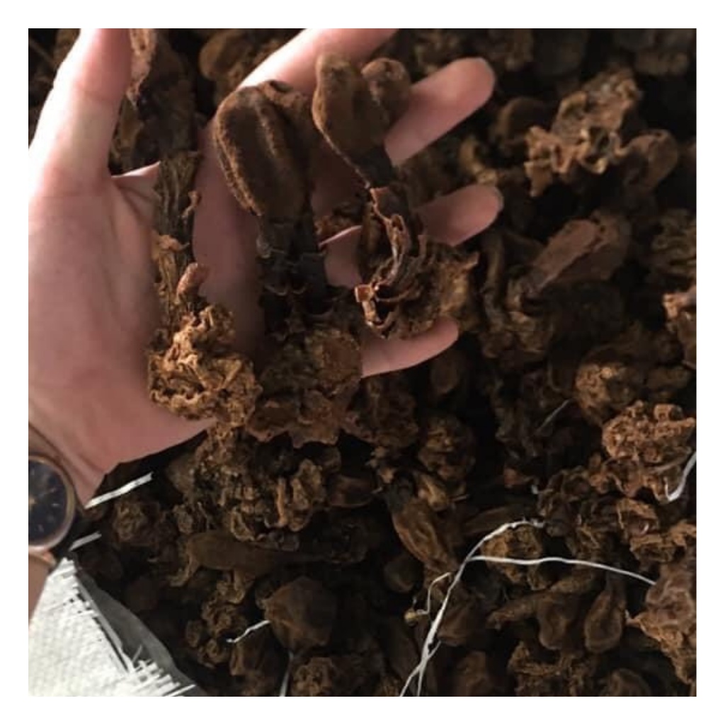 Nấm Ngọc Cẩu ( Nấm Toả Dương ) Khô Loại 1 Nguyên Búp, Khô Thơm Giúp Tăng Cường Sức Khoẻ, Bổ Thận tráng Dương Túi 1Kg | BigBuy360 - bigbuy360.vn