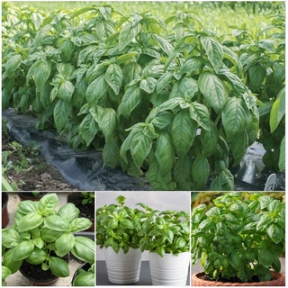 Hạt giống rau húng tây basil - gói 1gram kns2336