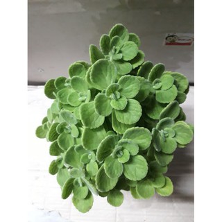 Sen Thơm( Nhất Mạc Hương) size lớn