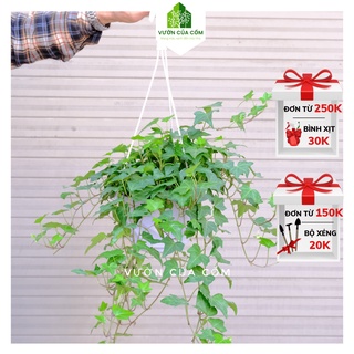 Cây treo Thường xuân giỏ nhựa , treo ban công , mái hiên , cửa sổ giúp thanh lọc không khí , decor không gian xanh