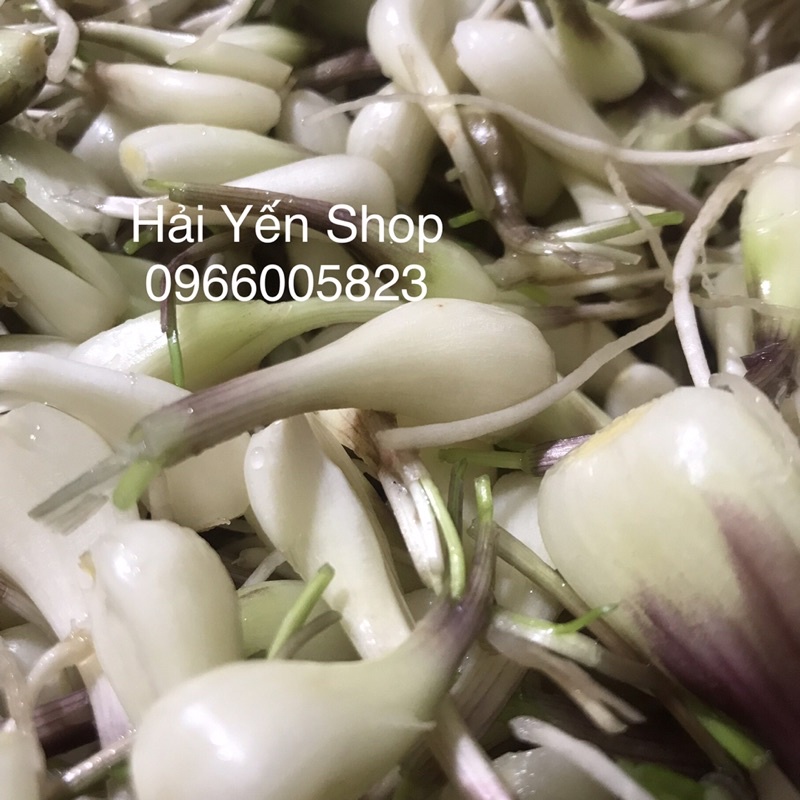 Dưa Củ Kiệu-Củ Kiệu Chua Ngọt Hũ 500g~1kg