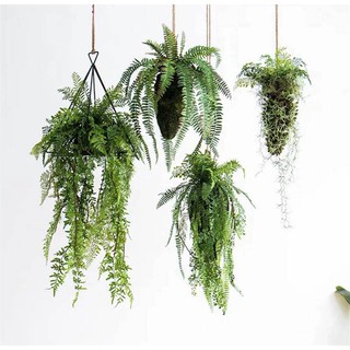 Cành cây rủ, cành rủ - Cành cây giả Decor