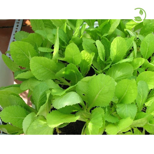 Hạt giống Cải Ăn Non Baby PN-912 Phú Nông - Gói 20g - Baby Leaf Mustard