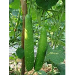 Hạt giống bầu sao dài 5  hạt
