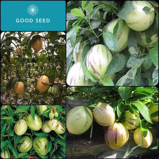 🌟Hạt Giống Dưa PEPINO F1🌟 Hạt Giống Độc Lạ Ăn Siêu Ngon