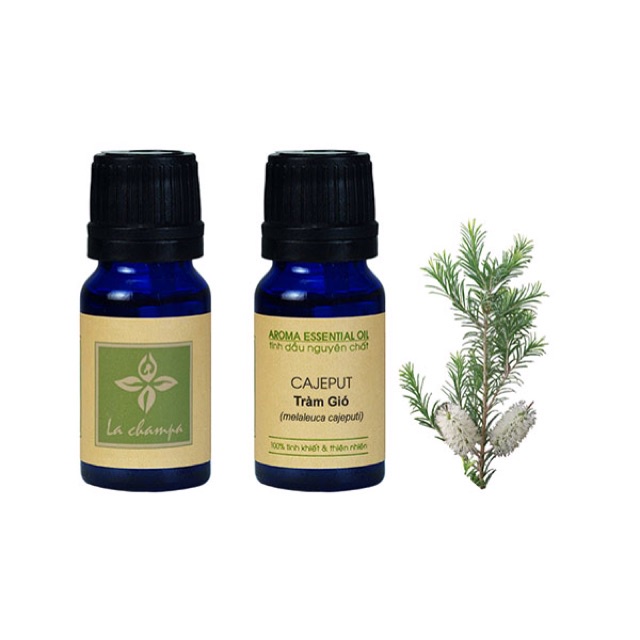 Tinh Dầu Tràm Gió Cajeput Oil Diệt khuẩn, Thanh Lọc Không Khí và Chống Cúm