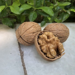 Óc chó vàng nguyên hạt