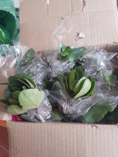 Cây sống đời kép nhiều màu