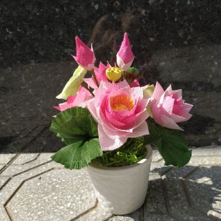 Chậu hoa sen giấy nhún ý