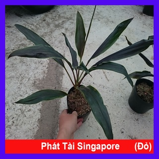 Cây Phát Tài Singapore (Lá Đỏ) - cây cảnh phong thủy để bàn
