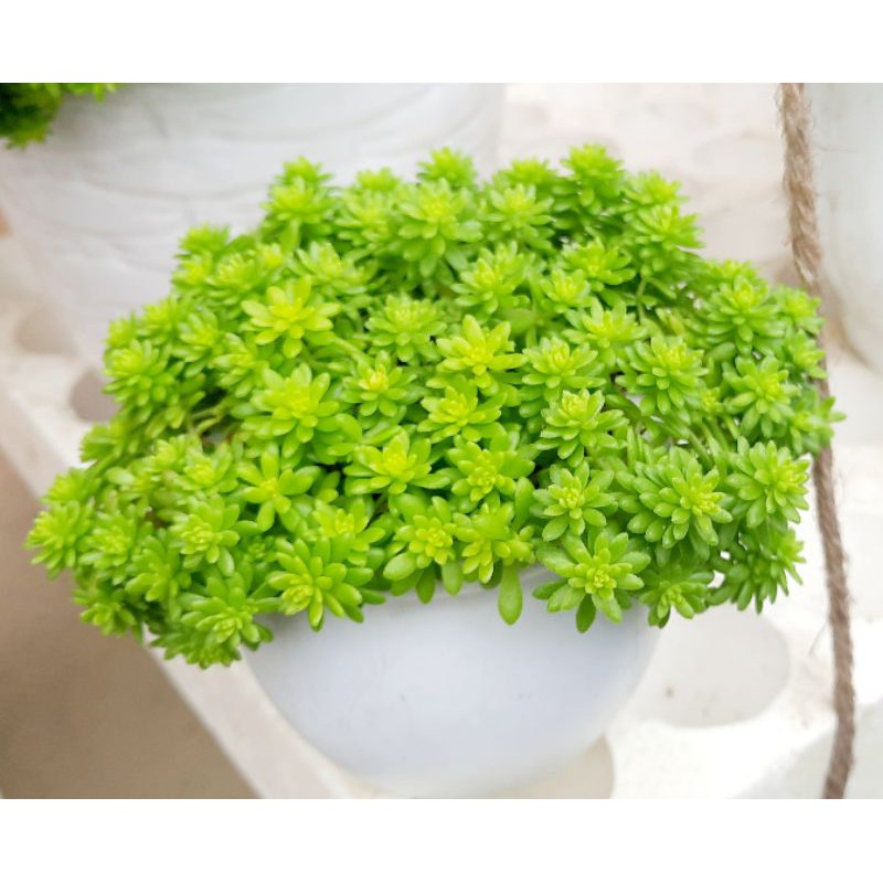 Sen đá Sedum Vàng/Xanh